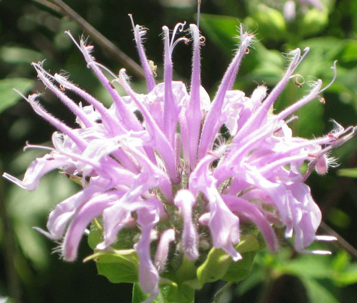 Bergamot Wild Bee Balm Seeds Monarda Fistulosa
