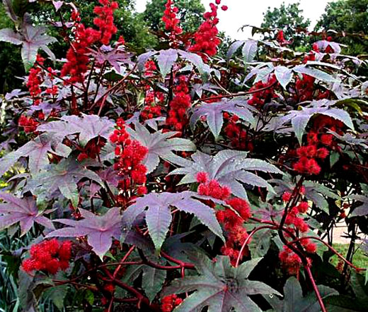 Castor Bean Gibsonii Seeds Ricinus Communis