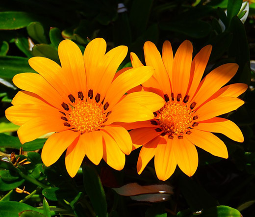 GAZANIA Kiss Orange Seeds Large bright flowers.20+seeds Premium hybrid variety