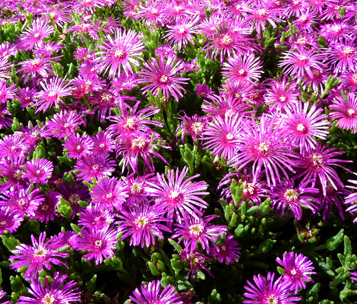 Ice Plant Pink Table Mountain Seeds