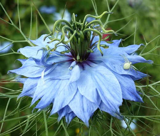 love in a mist flower