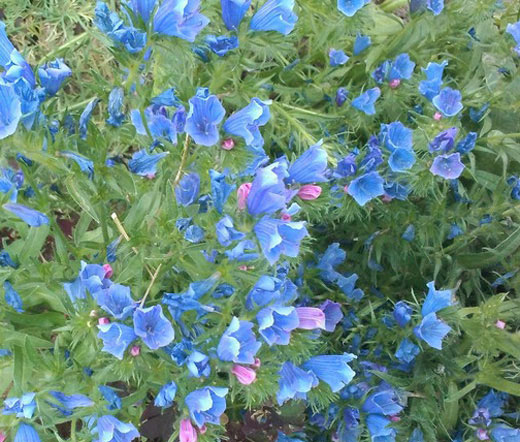 Viper's Bugloss Blue Bedder Dwarf Seeds Echium Plantagineum