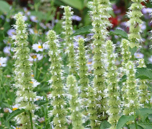 BUY 2 GET 1 FREE Giant hyssop-Agastache Mexicana-1200 seeds+4" FREE PLANT LABEL 
