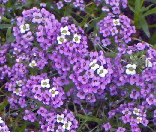 60 Re-Seeding Flower Seeds Violet Queen Fragrant Alyssum