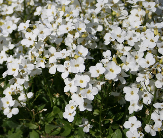 Rock cress, Alpine, Perennial, Flowering