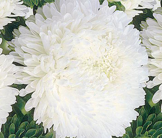 200 Seeds Non GMO Chinese Aster Peony Blue White