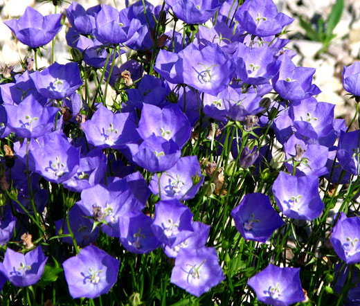 Bellflower Blue Flower Seeds campanula Carpatica Blue 