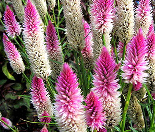 Celosia Flamingo Seeds Celosia Spicata