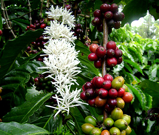 Coffee Plant Coffea arabica nana Large Packet 75 Seeds House Plant 