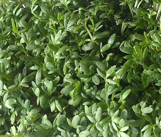 Cress, Curled Peppercress or Garden Cress (Lepidium sativum