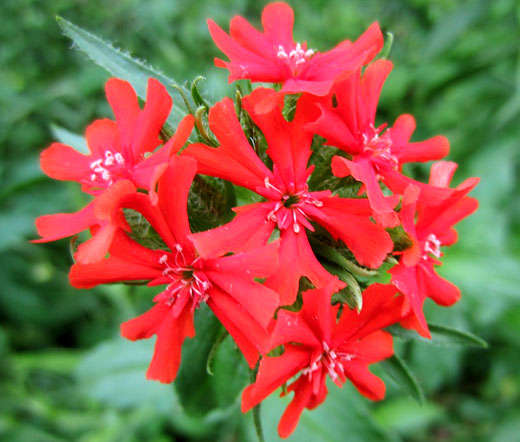 Lychnis chalcedonica Maltese Cross Scarlet Red 1100 seeds Perennial flower