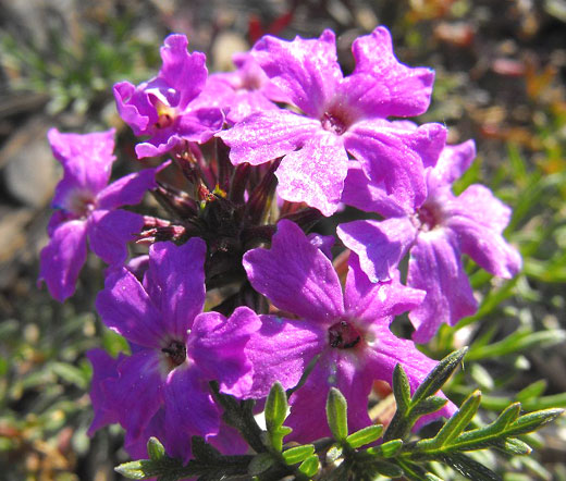 violet Heirloom 75 ct MOSS VERBENA SEEDS vivace Groundcover Graines de fleurs