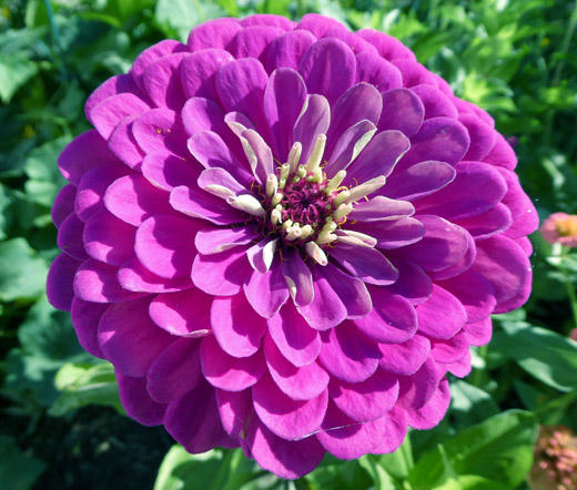 Image of Zinnia purple annual