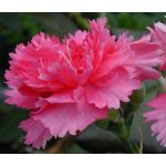 Carnation Rose Dianthus Caryophyllus Seeds
