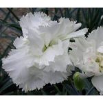 Carnation White Dianthus Caryophyllus Seeds