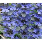 Ajuga Bugleweed Ajuga Reptans Seeds 2