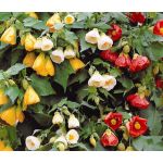 Abutilon Bellevue Mix Seeds - Abutilon Hybridum