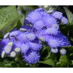 Ageratum Seeds - Blue Mink Ageratum Houstonianum Seeds