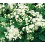 Ageratum White Seeds - Ageratum Mexicanum