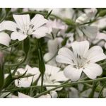 Agrostemma White Seeds - Agrostemma Githago Bianca