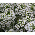 Alyssum Carpet of Snow Seeds - Lobularia Maritima