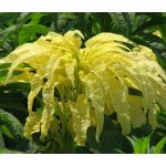 Amaranthus Yellow Seeds - Amaranthus Tricolor