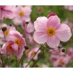 Anemone Pink Saucer Seeds - Anemone Hupehensis