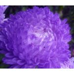 Aster Gremlin Double Violet Seeds - Callistephus Chinensis