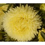 Aster Gremlin Double Yellow Seeds - Callistephus Chinensis