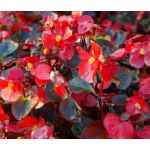 Begonia Wax Red Seeds - Begonia Semperflorens