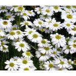 Brachycome White Seeds - Brachycome Iberidifolia