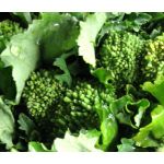 Broccoli Raab Early Fall Seeds - Brassoca Rapa