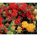 Butterfly Weed Gay Butterflies Seeds - Asclepias Tuberosa
