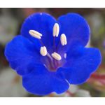 California Bluebell Seeds - Phacelia Campanularia