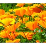 California Poppy Orange Seeds - Eschscholzia Californica
