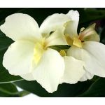 Canna White Seeds - Canna x Generalis