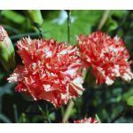 Carnation Chabaud Avranchin Seeds - Dianthus Caryophyllus