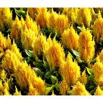 Celosia Nana Glitters Yellow Seeds - Celosia Plumosa