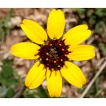 Chocolate Flower Seeds - Berlandiera Lyrata