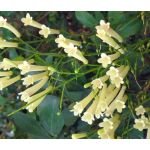 Cigar Plant White Seeds - Cuphea Ignea Coan