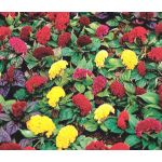 Cockscomb Mix Dwarf Celosia Cristata Nana Jessica Seeds