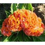 Cockscomb Orange Dwarf Seeds - Celosia Cristata Nana Jessica