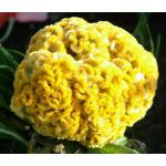 Cockscomb Yellow Dwarf Seeds - Celosia Cristata Nana Jessica