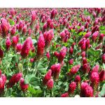 Clover Crimson Seeds - Trifolium Incarnatum