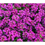 Alyssum Purple Royal Carpet Seeds - Lobularia Maritima