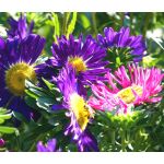 Aster China Seeds - Callistephus Chinensis 2