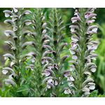 Bear's Breeches Seeds Seeds - Acanthus Mollis 2