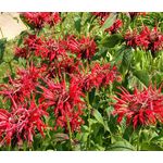 Bee Balm Panorama Mix Seeds - Monarda Didyma 2