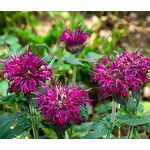 Bee Balm Panorama Mix Seeds - Monarda  Didyma 3