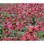 Bee Balm Panorama Mix Seeds - Monarda Didyma 4
